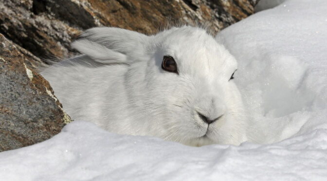 BIANCA COME LA NEVE